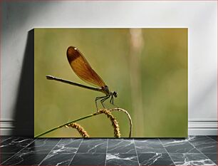 Πίνακας, Dragonfly on Branch Dragonfly on Branch