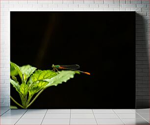 Πίνακας, Dragonfly on Leaf Dragonfly on Leaf