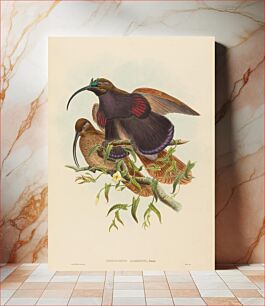 Πίνακας, Drepanornis albertisi (Black-billed Sicklebill Bird of Paradise) by John Gould (1804–1881) and William Matthew Hart (1830-1908)