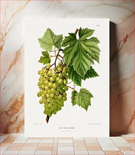 Πίνακας, Druif Vroege Malingre (Grapes) chromolithograph plates by Abraham Jacobus Wendel