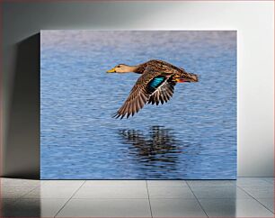 Πίνακας, Duck in Flight Over Water Πάπια σε πτήση πάνω από το νερό