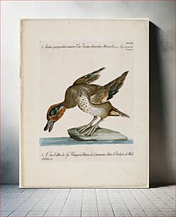 Πίνακας, duck, leaning forward, standing on a rock; brown head with green around eyes; text at top and bottom