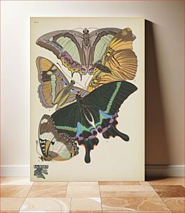 Πίνακας, E.A. Séguy's vintage butterflies (1925) insect illustration