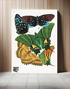 Πίνακας, E.A. Séguy's vintage butterflies (1925) insect illustration