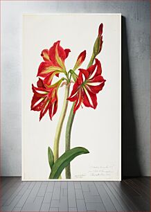 Πίνακας, E.F. Seedling Amaryllis 1819 (1824) by Priscilla Susan Bury