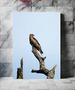 Πίνακας, Eagle on a Tree Branch Αετός σε κλαδί δέντρου