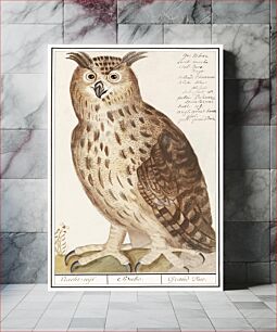 Πίνακας, Eagle Owl, Bubo bubo (1596–1610) by Anselmus Boëtius de Boodt