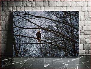 Πίνακας, Eagle Perched in Winter Trees Αετός σκαρφαλωμένος σε χειμωνιάτικα δέντρα