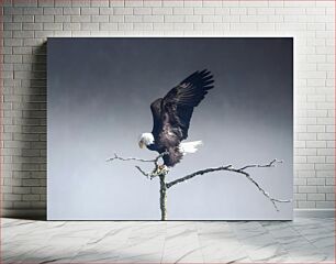 Πίνακας, Eagle Perched on Branch Αετός σκαρφαλωμένος στο κλαδί