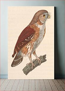 Πίνακας, East Brazilian pygmy owl, glaucidium minutissimum (1768–1849) by Jean Gabriel Prêtre