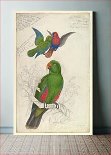 Πίνακας, Eclectus Roratus Polychlorosca (1830–1832) by Edward Lear