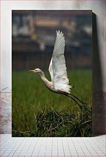 Πίνακας, Egret in Flight Τσικνιά σε πτήση