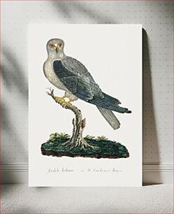 Πίνακας, Elanus caeruleus: Black-winged kite (1777–1786) by Robert Jacob Gordon