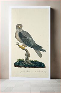 Πίνακας, Elanus caeruleus (Black-winged kite) (1777–1786) by Robert Jacob Gordon