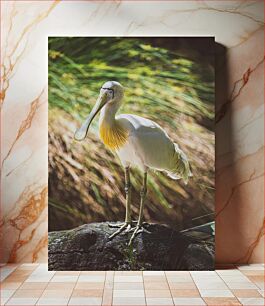 Πίνακας, Elegant Spoonbill in Natural Habitat Κομψό κουταλάκι στο φυσικό βιότοπο