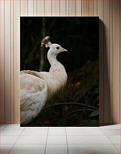 Πίνακας, Elegant White Bird Κομψό λευκό πουλί