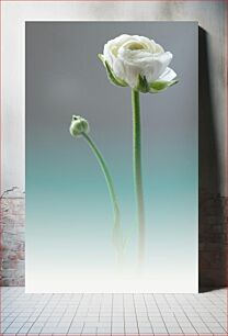 Πίνακας, Elegant White Flower in Bloom Κομψό λευκό λουλούδι σε άνθιση