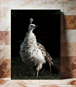 Πίνακας, Elegant White Peacock Κομψό λευκό παγώνι