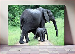 Πίνακας, Elephant and Calf Walking Περπάτημα ελέφαντα και μοσχάρι