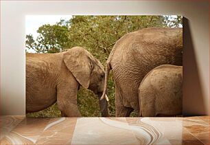 Πίνακας, Elephant Family in the Wild Οικογένεια ελεφάντων στην άγρια ​​φύση