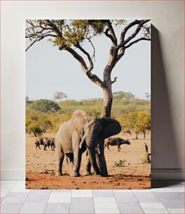 Πίνακας, Elephant in the Savannah Ελέφαντας στη Σαβάνα
