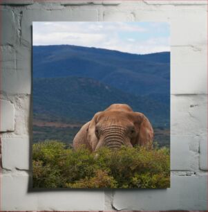 Πίνακας, Elephant in the Wild Ελέφαντας στην άγρια ​​φύση
