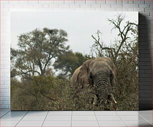 Πίνακας, Elephant in the Wild Ελέφαντας στην άγρια ​​φύση