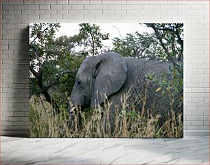 Πίνακας, Elephant in the Wild Ελέφαντας στην άγρια ​​φύση