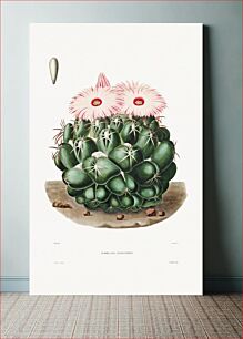 Πίνακας, Elephant's Tooth Cactus (Mammillaria Elephantidens) from Iconographie descriptive des cactées by Charles Antoine Lemaire (1801–1871). Origina