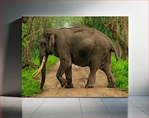 Πίνακας, Elephant Walking in Forest Ελέφαντας που περπατά στο δάσος