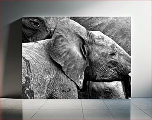 Πίνακας, Elephants in Black and White Ελέφαντες σε ασπρόμαυρο