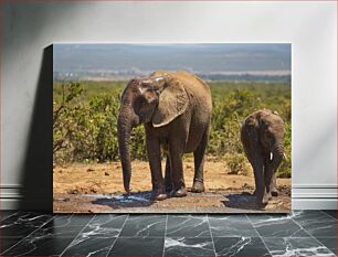 Πίνακας, Elephants in Natural Habitat Ελέφαντες σε φυσικό βιότοπο