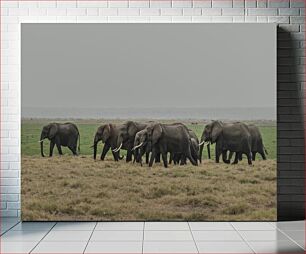 Πίνακας, Elephants in the Wild Ελέφαντας στην άγρια ​​φύση