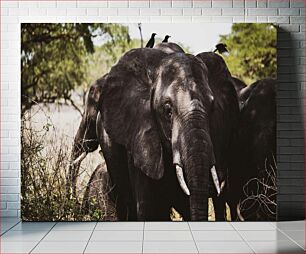 Πίνακας, Elephants in the Wild Ελέφαντας στην άγρια ​​φύση