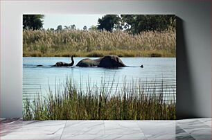 Πίνακας, Elephants Swimming in a River Ελέφαντες που κολυμπούν σε ένα ποτάμι