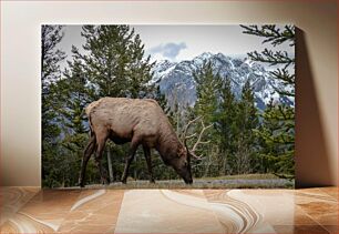 Πίνακας, Elk Grazing in Mountainous Forest Αλκές που βόσκουν σε ορεινό δάσος