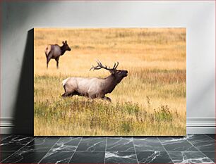 Πίνακας, Elks in a Field Άλκες σε χωράφι
