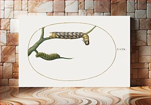 Πίνακας, Emperor Moth Caterpillar with a Second Caterpillar on a Branch (1575–1580) by Joris Hoefnagel