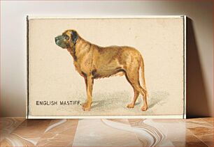 Πίνακας, English Mastiff, from the Dogs of the World series for Old Judge Cigarettes