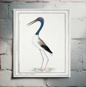 Πίνακας, Ephippiorhynchus Asiaticus (Black–Necked Stork) (ca. 1776–1780) by John Hunter