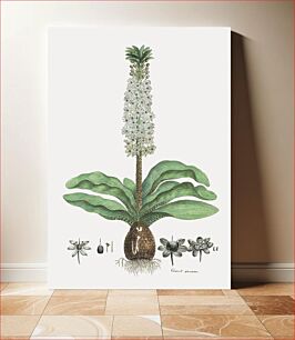 Πίνακας, Eucomis humilis Bak: pineapple flower or Kuifplant (1777–1786) by Robert Jacob Gordon