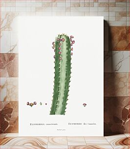 Πίνακας, Euphorbia Canariensis Image from Histoire des Plantes Grasses (1799) by Pierre-Joseph Redouté