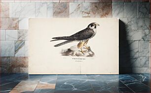 Πίνακας, Eurasian hobby, male, 1828 - 1838, Magnus von Wright