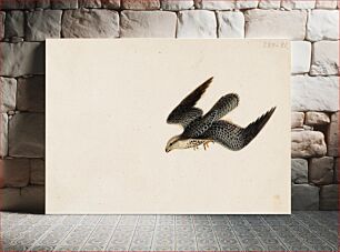 Πίνακας, Eurasian sparrowhawk flying, 1830, Wilhelm von Wright