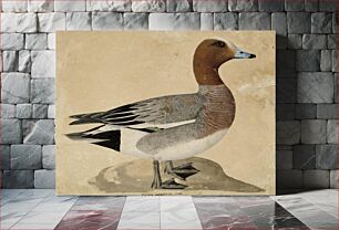 Πίνακας, Eurasian wigeon, 1828, Wilhelm von Wright