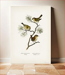 Πίνακας, Eurasian wren (Nannus troglodytes) - Goldcrest (Regulus regulus) illustrated by the von Wright brothers