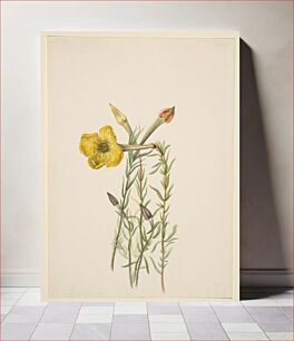 Πίνακας, Evening Primrose (Oenothera lavandalaefolia) by Mary Vaux Walcott