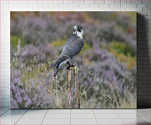 Πίνακας, Falcon in the Wild Falcon in the Wild