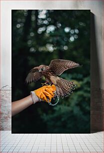 Πίνακας, Falcon on Glove Falcon on Glove