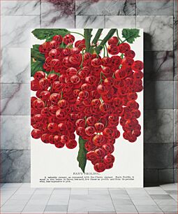 Πίνακας, Fay's Prolific Currant lithograph from Botanical Specimen published by Rochester Lithographing and Printing Company